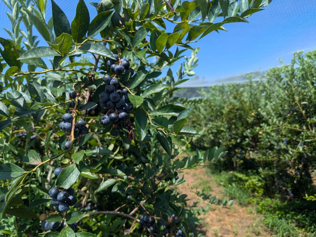 夏のレジャー, ブルーベリー狩り, 千葉県我孫子市, ラビットアイブルーベリー, 観光農園, 貸切